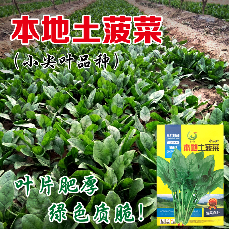 小尖叶本地土农田高产菠菜种子