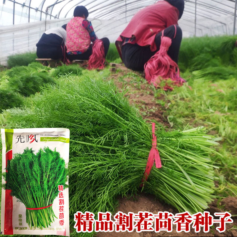 割茬小茴香种子茴香种籽菜种籽大全四季南方阳台盆栽易种蔬菜种孑_虎窝淘