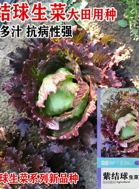 沙拉紫色包心结球西生菜种籽孑庭院阳台盆栽春秋夏四季播蔬菜种子