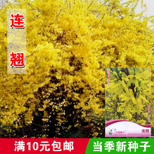 彩包花卉种子 连翘 花开香气淡艳 满枝金黄 迎春花种子 抗病虫