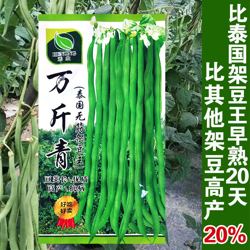 泰国特长无丝抗病亩产春季架豆