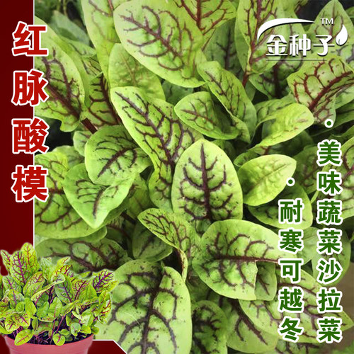 蔬菜酸模西餐摆盘点缀红柄种子