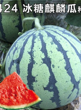 8424麒麟薄皮西瓜种子籽特大高产巨型甜王南方小四季蔬菜水果种孑
