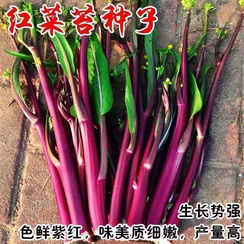 红菜薹种子 红菜苔种子红菜心庭院家庭种植蔬菜籽 菜心种子 芥兰