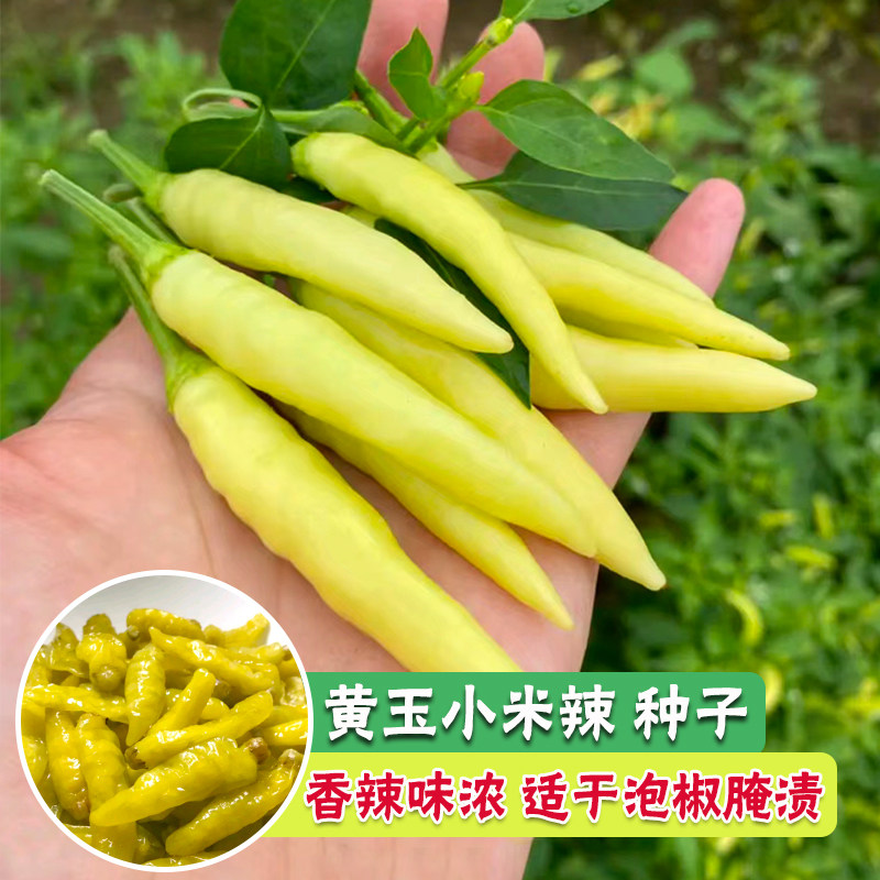 香辣小米椒种子四季高产特辣朝天椒野山椒种子泡椒黄色辣椒种子