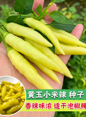 香辣小米椒种子四季高产特辣朝天椒野山椒种子泡椒黄色辣椒种子