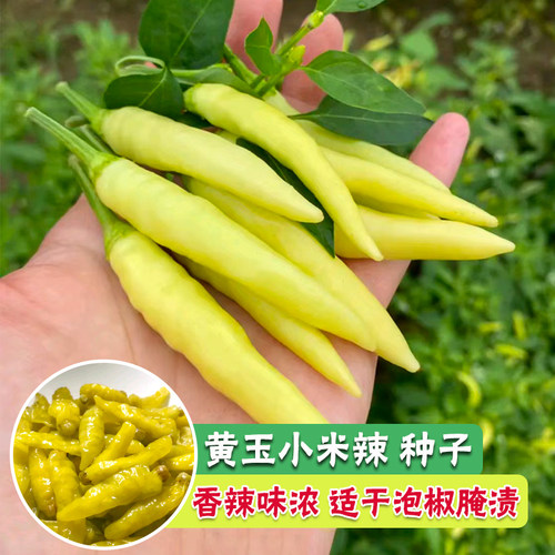 香辣小米椒种子四季高产辣朝天椒