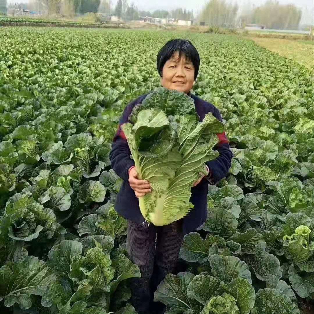 秋播大白菜津青大颗麻叶单株重