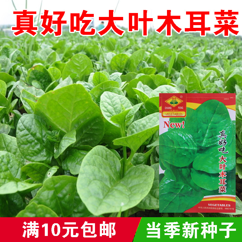 真好吃大叶木耳菜种子爬藤小青菜阳台盆栽豆腐蔬菜种籽四季秧孑夏