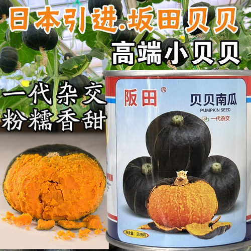 日本南瓜种子日本引粉糯香甜板栗