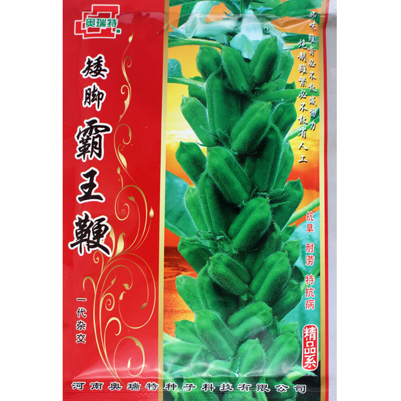 矮脚霸王鞭 一条鞭白芝麻种子高出油率 春夏季播芝麻籽庭院田园种