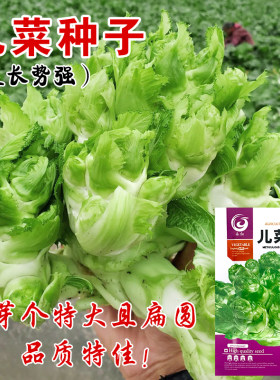 农家四川秋季种孑娃娃菜包邮