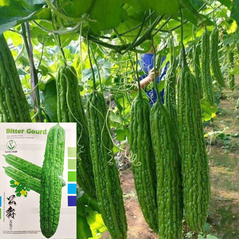 长绿苦瓜种子籽苗春夏秋季耐热高产早熟翠绿疙瘩菜瓜蔬菜种子高端