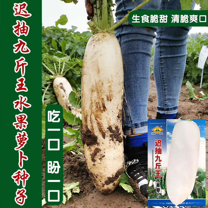 特大白萝卜种子秋季播迟抽九斤萝卜王白萝卜籽蔬菜种子包邮耐抽薹