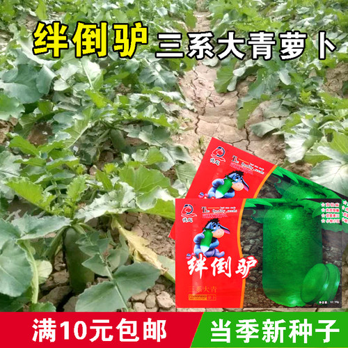 水果萝卜夏季种子