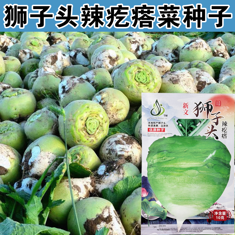 辣疙瘩大头菜种子大腌咸菜