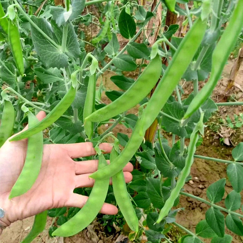 天丰四季豌豆种荷兰豆图片