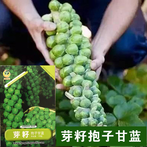 凤鸣雅世芽籽孢子甘蓝种子抱子甘蓝 小包菜种籽进口种子大田高产