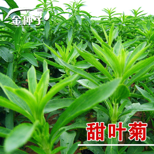 蔬菜香草甜甜可食用花卉四季种子