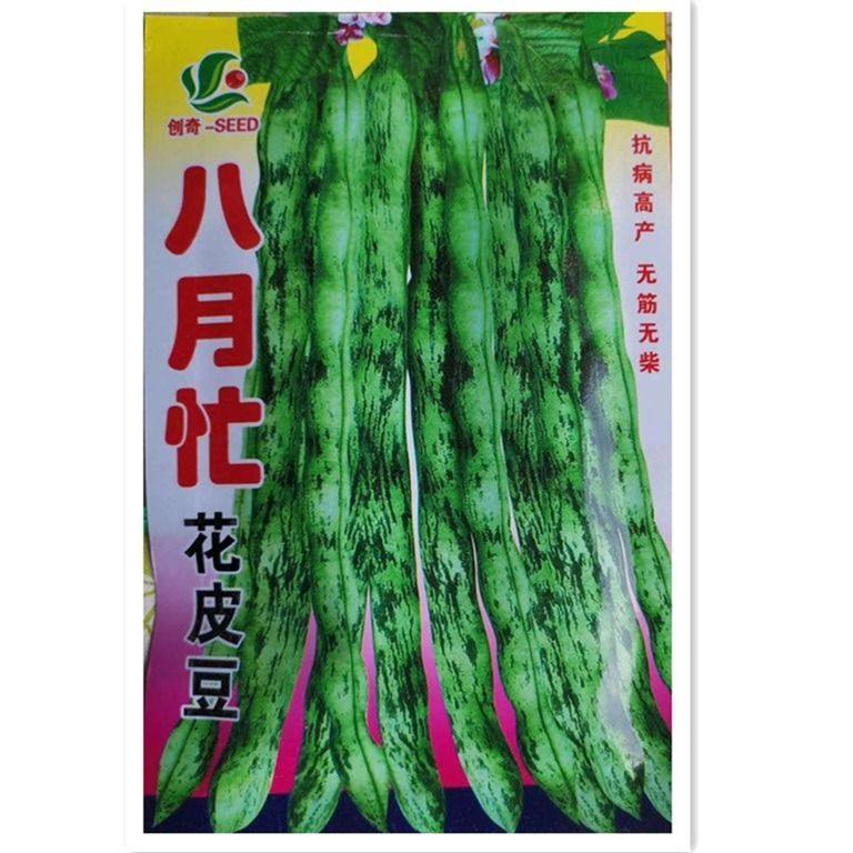八月忙大灰狼豆角 耐寒耐热高产彩色芸豆角种子 长芸豆蔬菜种子