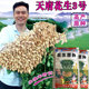 天府三号花生鲁花一号花生籽小白沙花生四粒红黑花生种子春季 出油