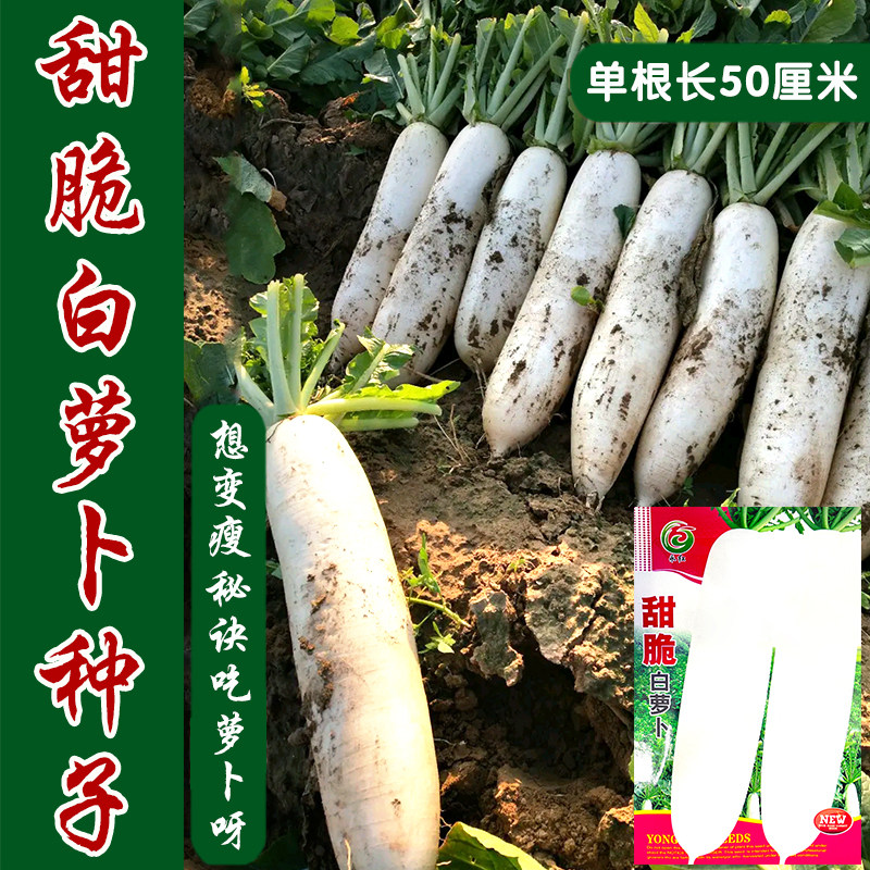 脆甜多汁大白萝卜种子板耐热耐湿图片