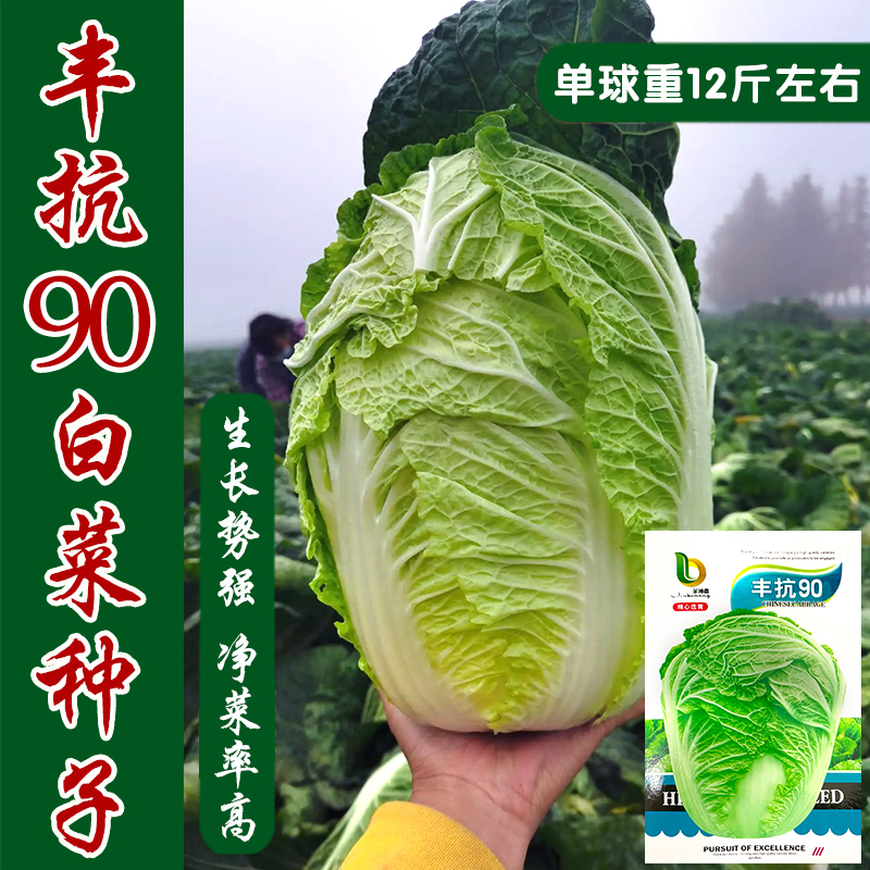 蔬菜秋季冬储抗病口感好大白菜