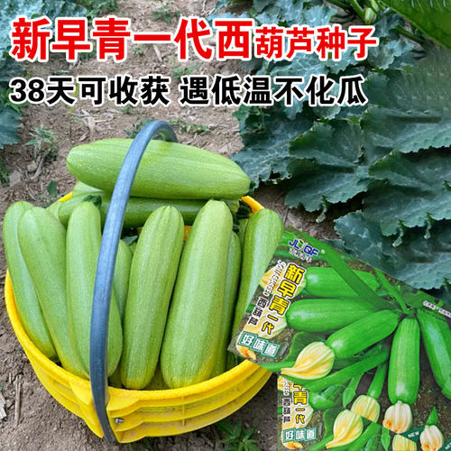 【新早青一代 西葫芦种子】四季播种早熟籽茭瓜阳台四季盆栽蔬菜