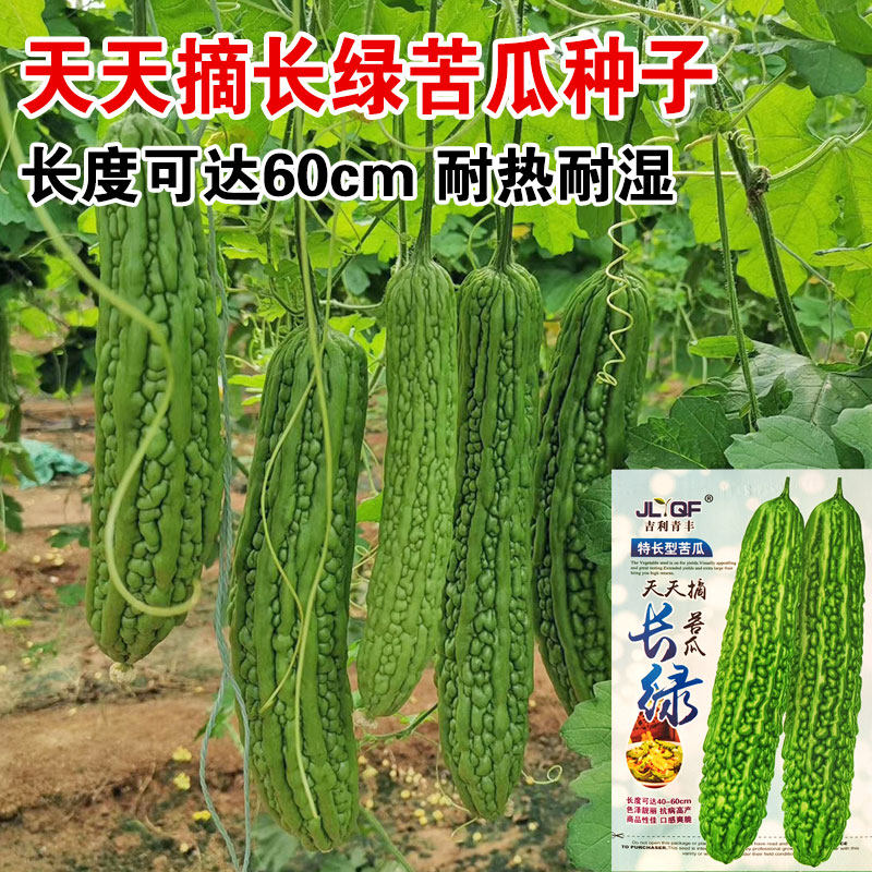 天天摘长绿苦瓜种子 阳台种菜高产 耐热特长春季秋季播种蔬菜种子