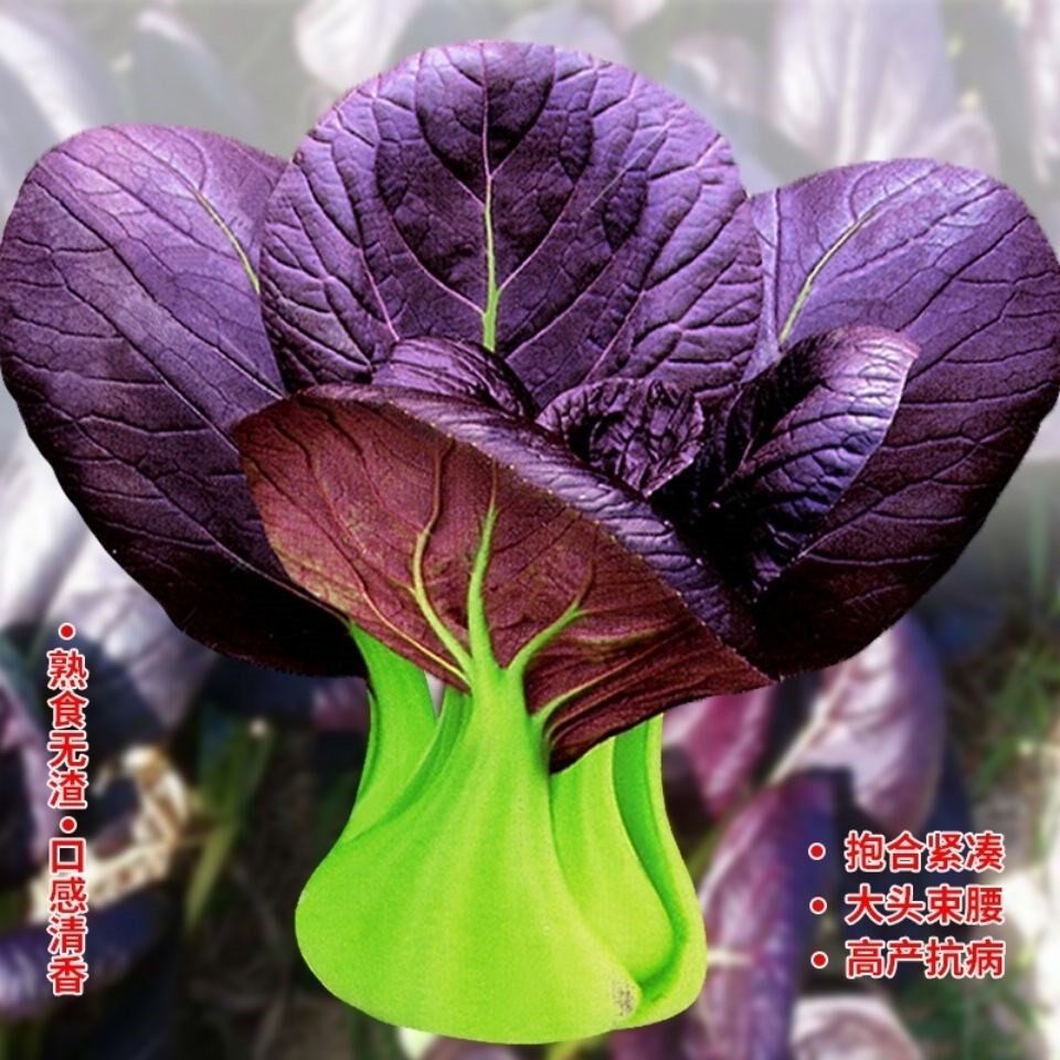 紫玉一号油菜种子四季蔬菜紫油菜紫玉种籽秋冬季四季孑小白菜种籽