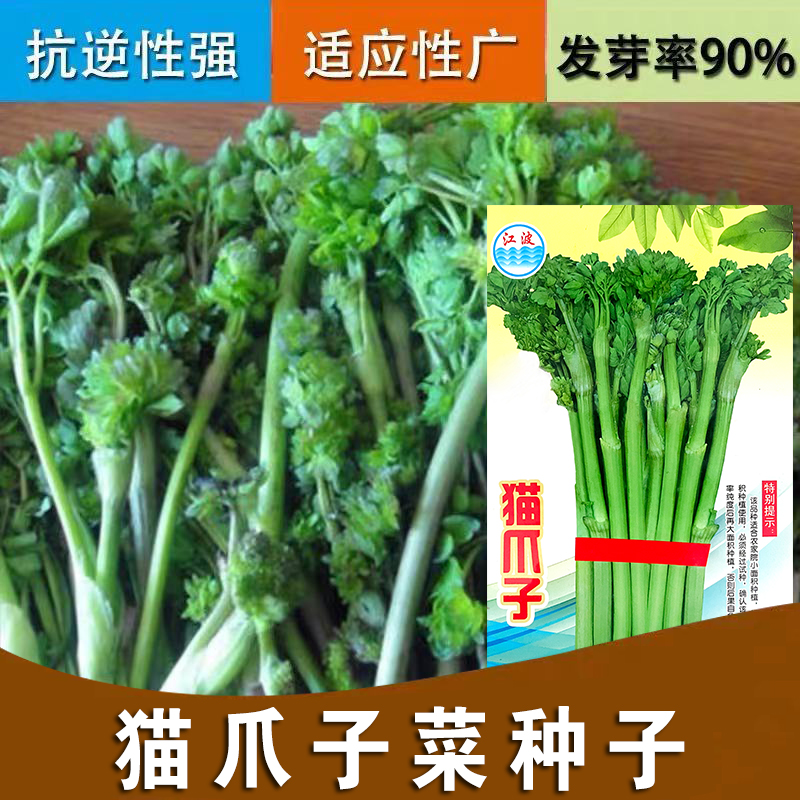 东北传统特菜刺嫩芽猫爪子