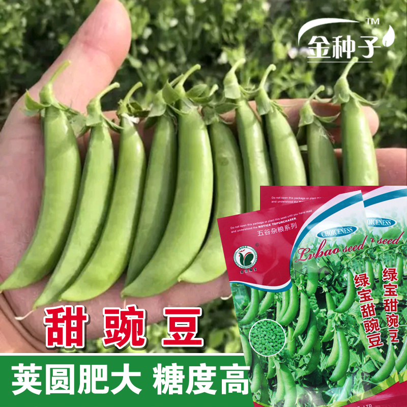 水果型绿宝甜豌豆种子大粒特好吃