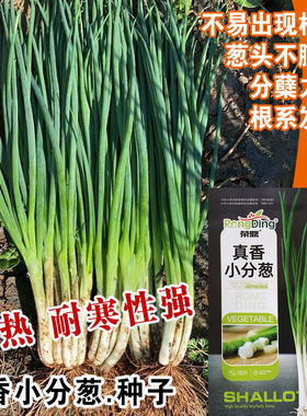 台湾四季香葱种子高产抗病分葱