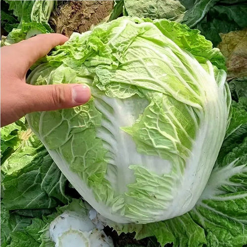 新乡好吃小包头白菜播种大白菜