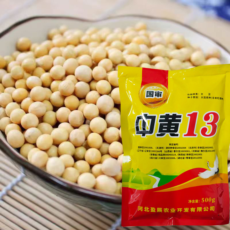中黄13黄豆种子37大豆种子黄豆种籽大粒抗病国产大豆基地用籽