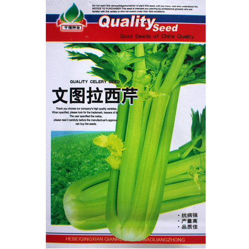 美国文图拉菜种耐寒高产冬季西芹