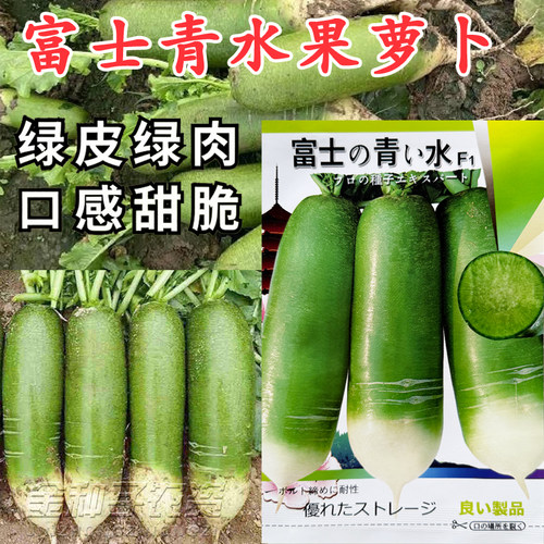 富士青水果萝卜种子甜脆秋季播