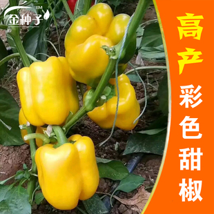 高产杂交彩椒种子高产彩色辣椒甜椒灯笼椒 红黄辣椒 菜椒泡椒种子