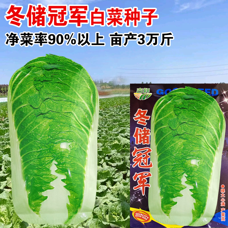 秋播高产大白菜种籽棵棵18斤包心型冬储白菜种子蔬菜种植四季播