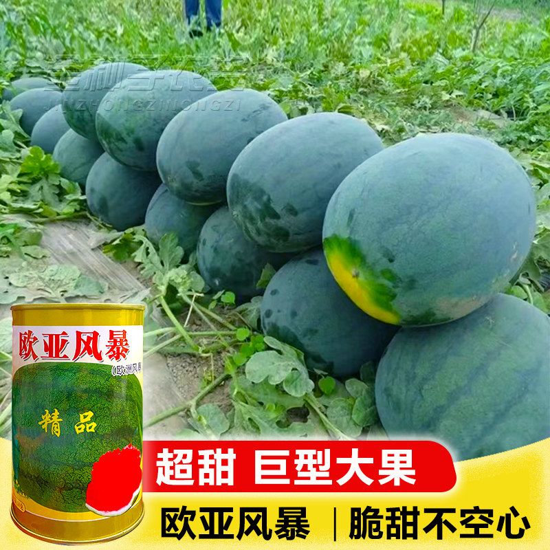 欧洲风暴西瓜种子特大果抗重茬耐