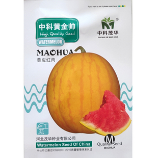 中科黄金帅春西瓜种籽黄皮礼品小西瓜种子高产早熟地雷西瓜籽种孑