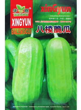八棱脆瓜黄河夏季种子