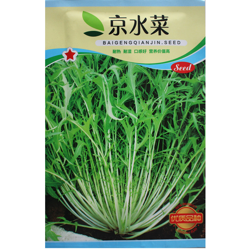 京水菜种子种籽 白梗千筋野菜籽种四季苦苣阳台蔬菜孑菜籽菜种莱