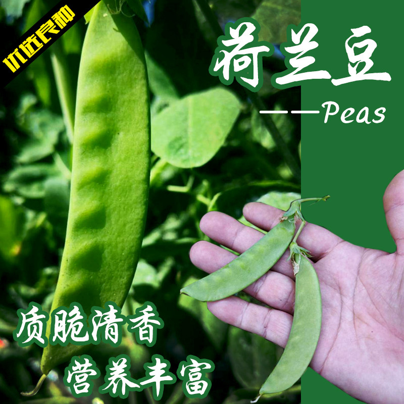 籽种四季豌豆莱菜碗豆荷兰豆图片
