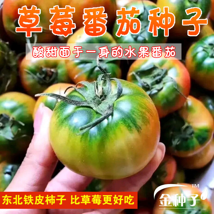 东北铁皮柿子种籽丹东草莓水果番茄种子脆油皮西红柿大棚菜园盆栽