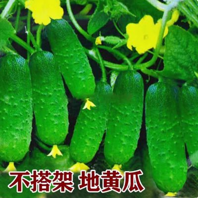 高产水果黄瓜种子口感好