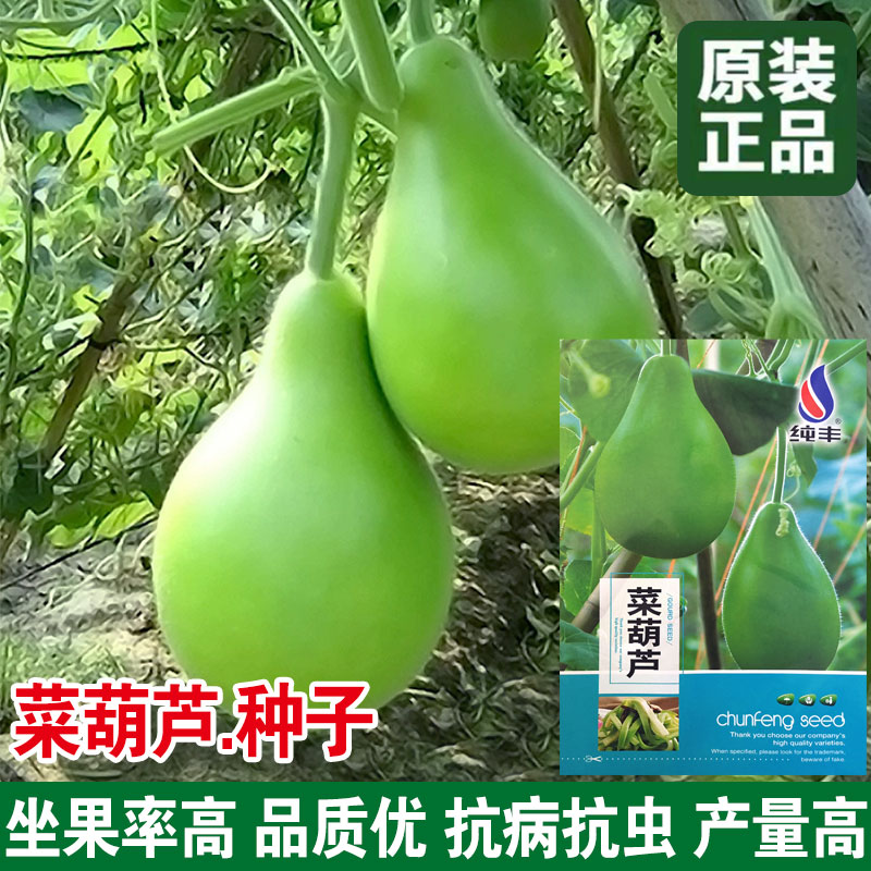 老品种食用菜葫芦种子大瓢葫芦种籽可做瓢阳台庭院爬藤春春秋易播