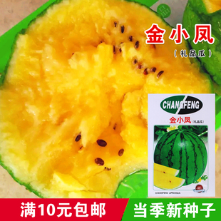 金小凤西瓜种籽春季礼品瓜黄壤西瓜籽含糖量高超甜小黄壤西瓜种子