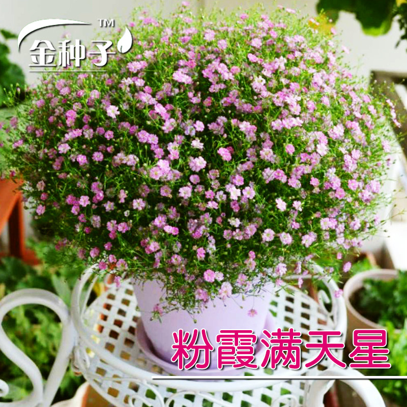 白色粉霞可人有微耐阴盆栽花种子图片
