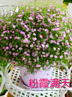 花种子 白色满天星 粉霞满天星 粉嫩可人略有微香 耐阴耐寒 盆栽
